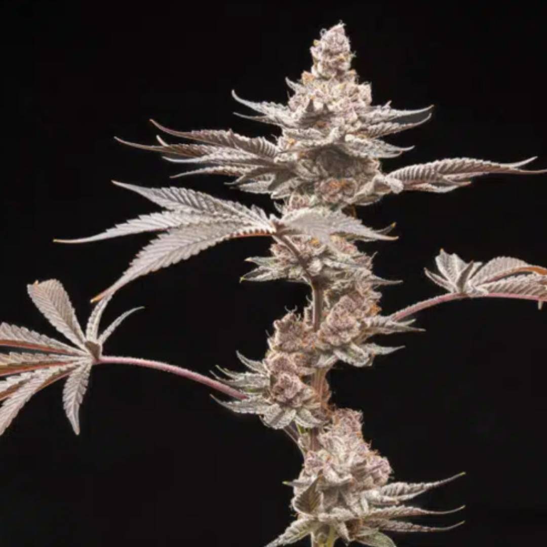 Grape Sunshine von World Breeders mit violett-grüner, stark harziger Cannabisblüte.
