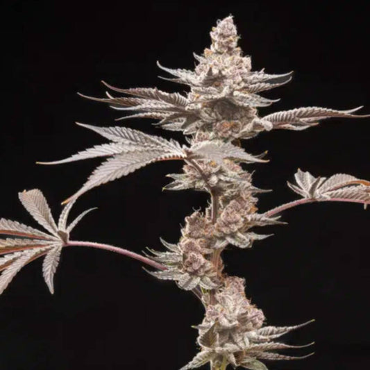 Grape Sunshine von World Breeders mit violett-grüner, stark harziger Cannabisblüte.