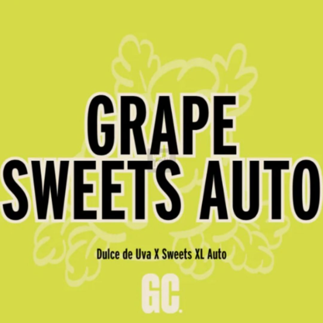 Grape Sweets Auto Logo mit Dulce de Uva x Sweets XL Auto Genetik von Grand Cru Genetics