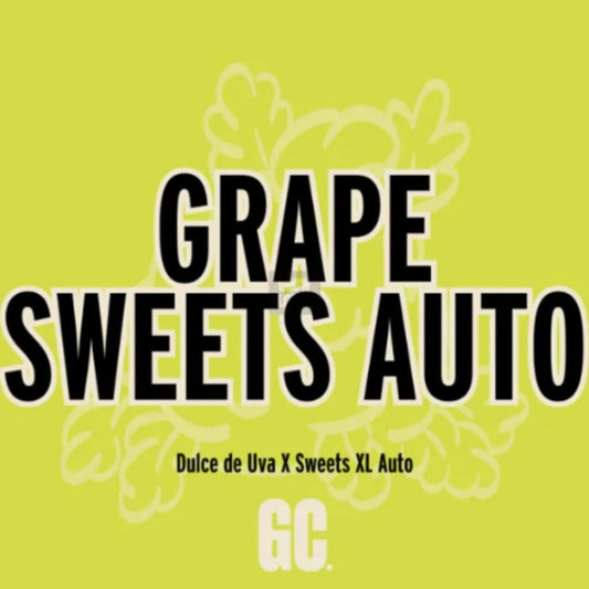 Grape Sweets Auto Logo mit Dulce de Uva x Sweets XL Auto Genetik von Grand Cru Genetics