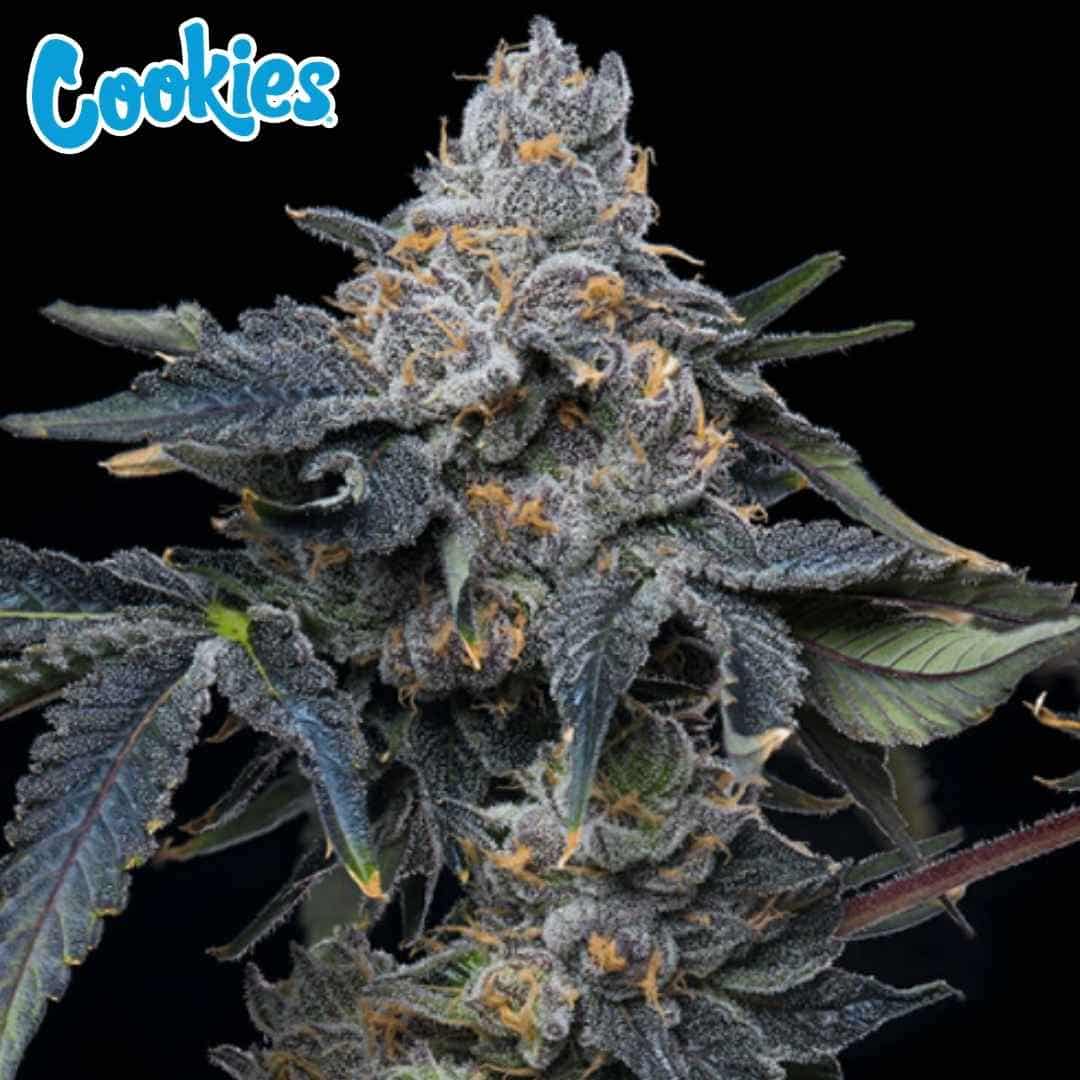Grape Z X Hollywood kompakte Blüte mit dichten harzigen Buds und orangefarbenen Stempeln