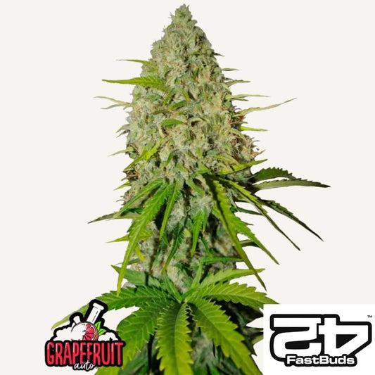 Harzige Blüte der Grapefruit Auto mit dichten Buds und leuchtend grünen Blättern