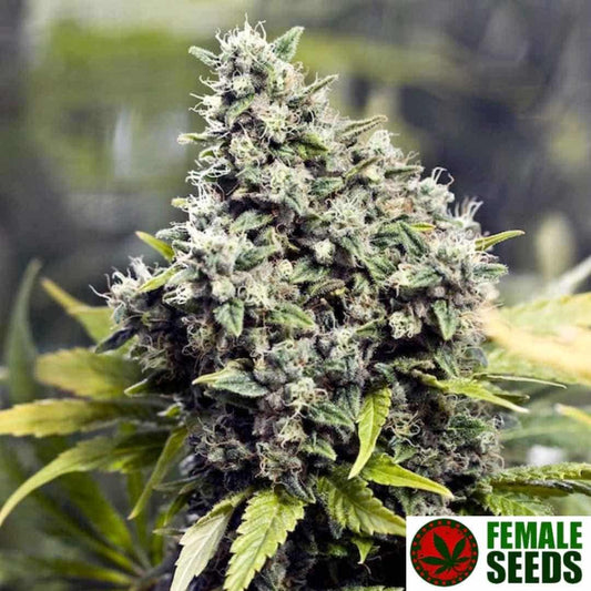 Grapefruit Cannabisknospe mit dichten harzigen Blüten, vielen weißen Pistillen und kompaktem Budaufbau an der Pflanze