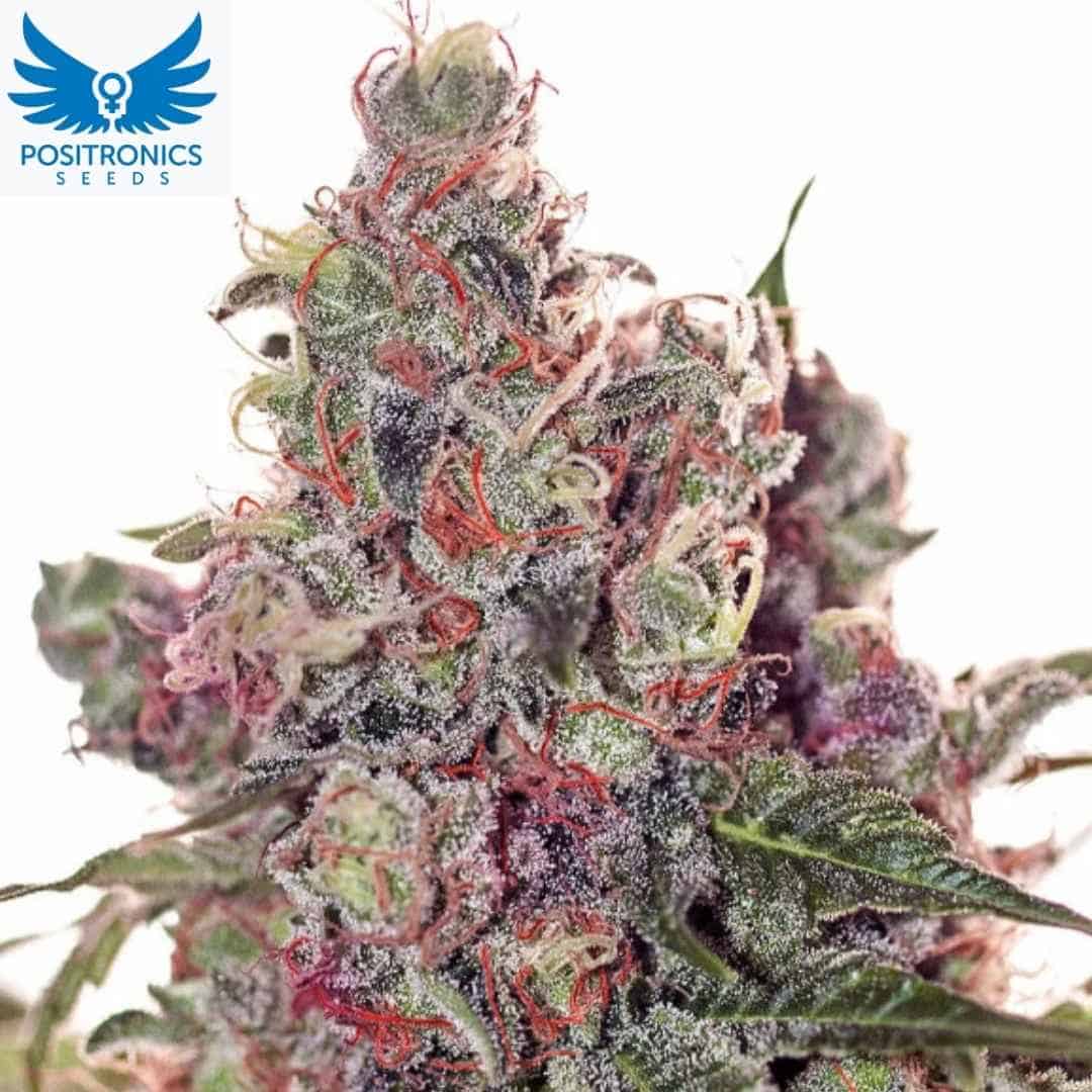 Grapefruit Cannabissorte mit harzigen Buds, roten Blütenfäden und dichten Trichomen, indicadominante Genetik mit hohem Ertrag