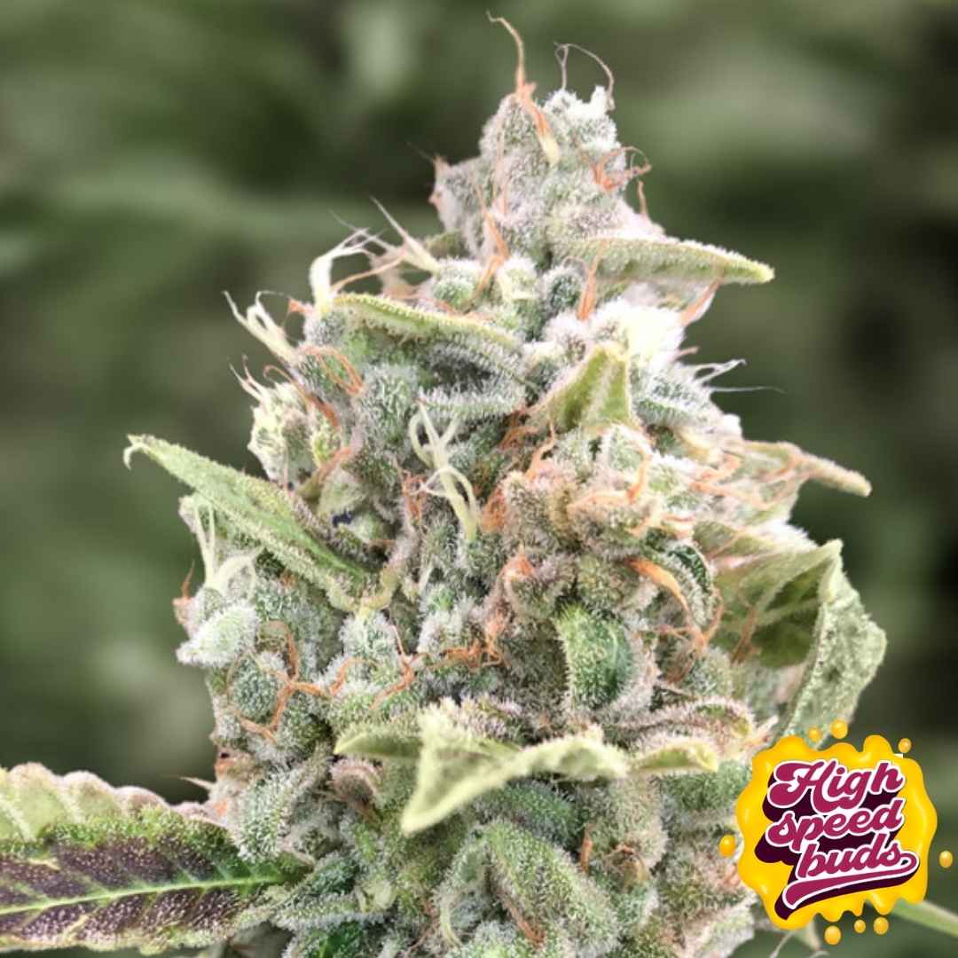 Harzige, kompakte Blüte der Grateful Dead Auto mit dichten Trichomen und orangefarbenen Blütenstempeln