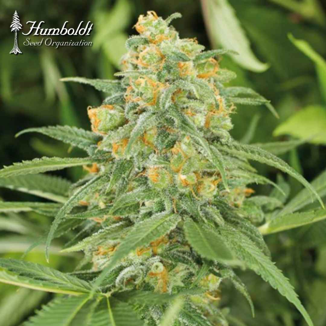 Green Crack 2.0 Blüte mit Harz, orangefarbenen Stempeln und dichten grünen Zuckerblättern