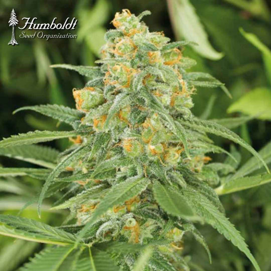 Green Crack 2.0 Blüte mit Harz, orangefarbenen Stempeln und dichten grünen Zuckerblättern