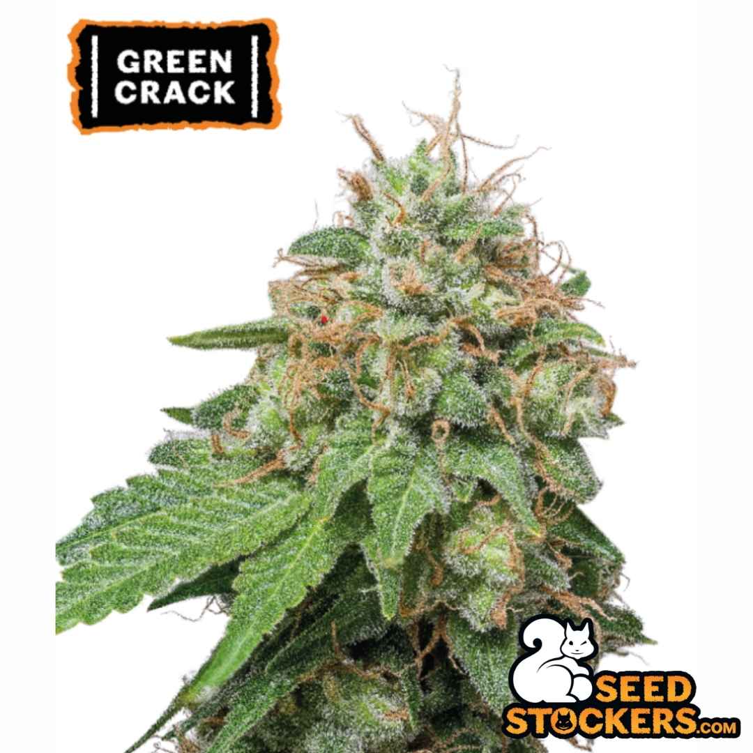 Auto Green Crack Cannabisknospe mit dichten Blüten, harziger Oberfläche und orangefarbenen Pistillen in voller Reife