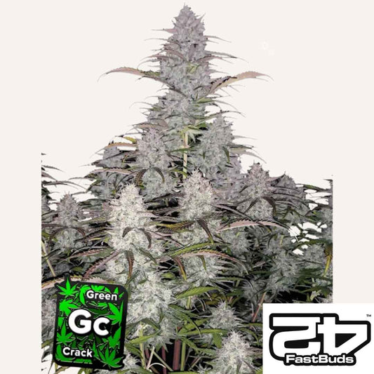 Dichte, harzige Buds der Sorte Green Crack Auto von FastBuds mit kräftigen Blütenständen und violetten Akzenten