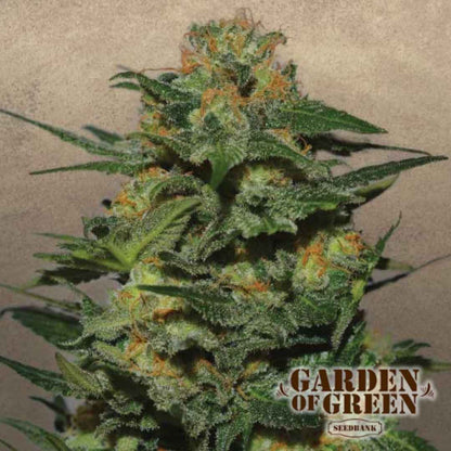 Green Crack Blüte mit dichten Harzschichten und orangefarbenen Blütenhaaren