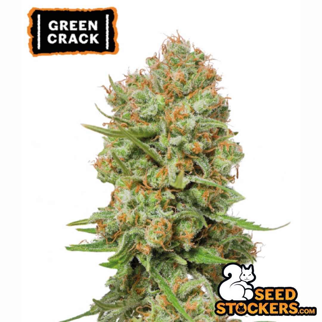 Dichte Green Crack Cannabisblüte mit harzigen Buds, orangefarbenen Blütenfäden und ausgeprägter Trichombedeckung