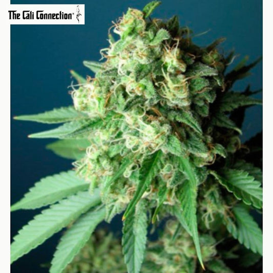 Dichte Green Crack Blüte mit orangefarbenen Blütenfäden, harzigen Kelchen und schmalen grünen Blättern.