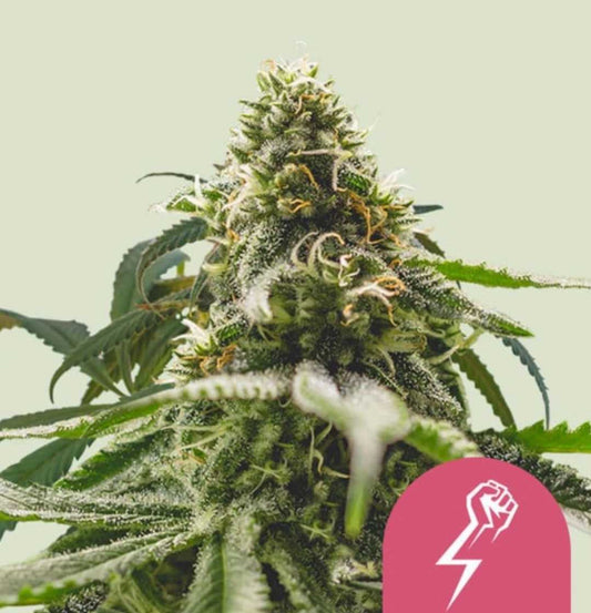 Harzige Green Crack Punch Blüte mit orangefarbenen Stigmen und dichten Trichomen vor hellem Hintergrund.