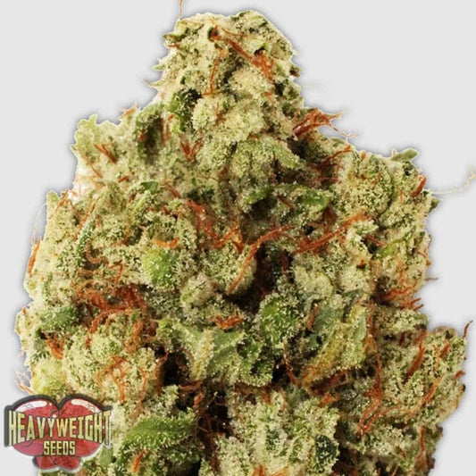 Green Ninja Blüte mit dichten, harzigen Buds und orangefarbenen Stempeln, stark mit Trichomen überzogen