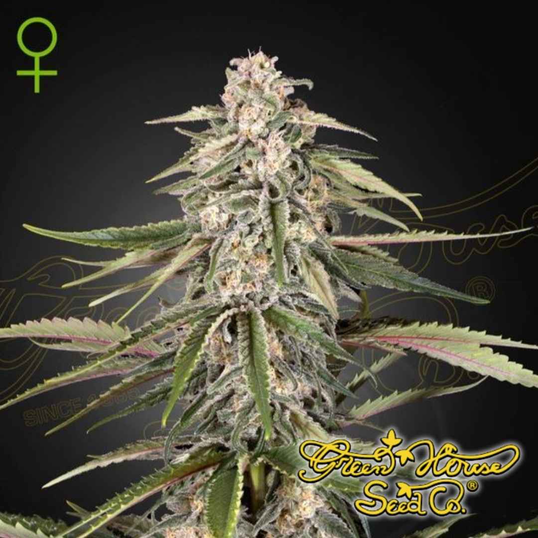 Green-O-Matic Auto Cannabispflanze mit kompakten, harzigen Blüten und dichter Bud-Struktur in der Blütephase