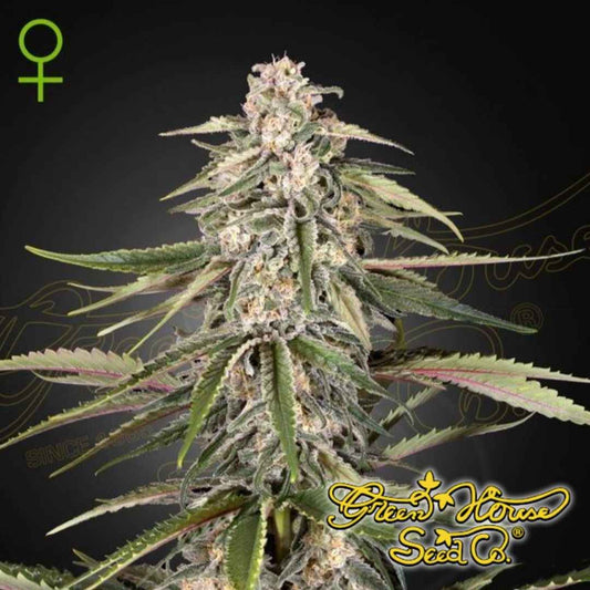 Green-O-Matic Auto Cannabispflanze mit kompakten, harzigen Blüten und dichter Bud-Struktur in der Blütephase