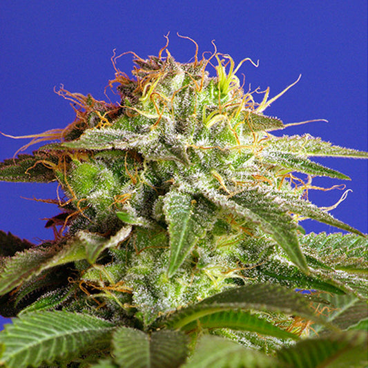 Dichte Green Poison Buds mit vielen Harzdrüsen und orangefarbenen Blütenstempeln