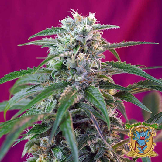 Green Poison Auto Blüte mit dichten Harzknospen und weißen Blütenhaaren