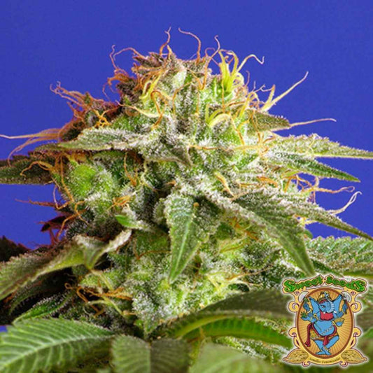 Dichte Blüte der Sorte Green Poison F1 Fast Version mit orangefarbenen Härchen und dicker Harzschicht.