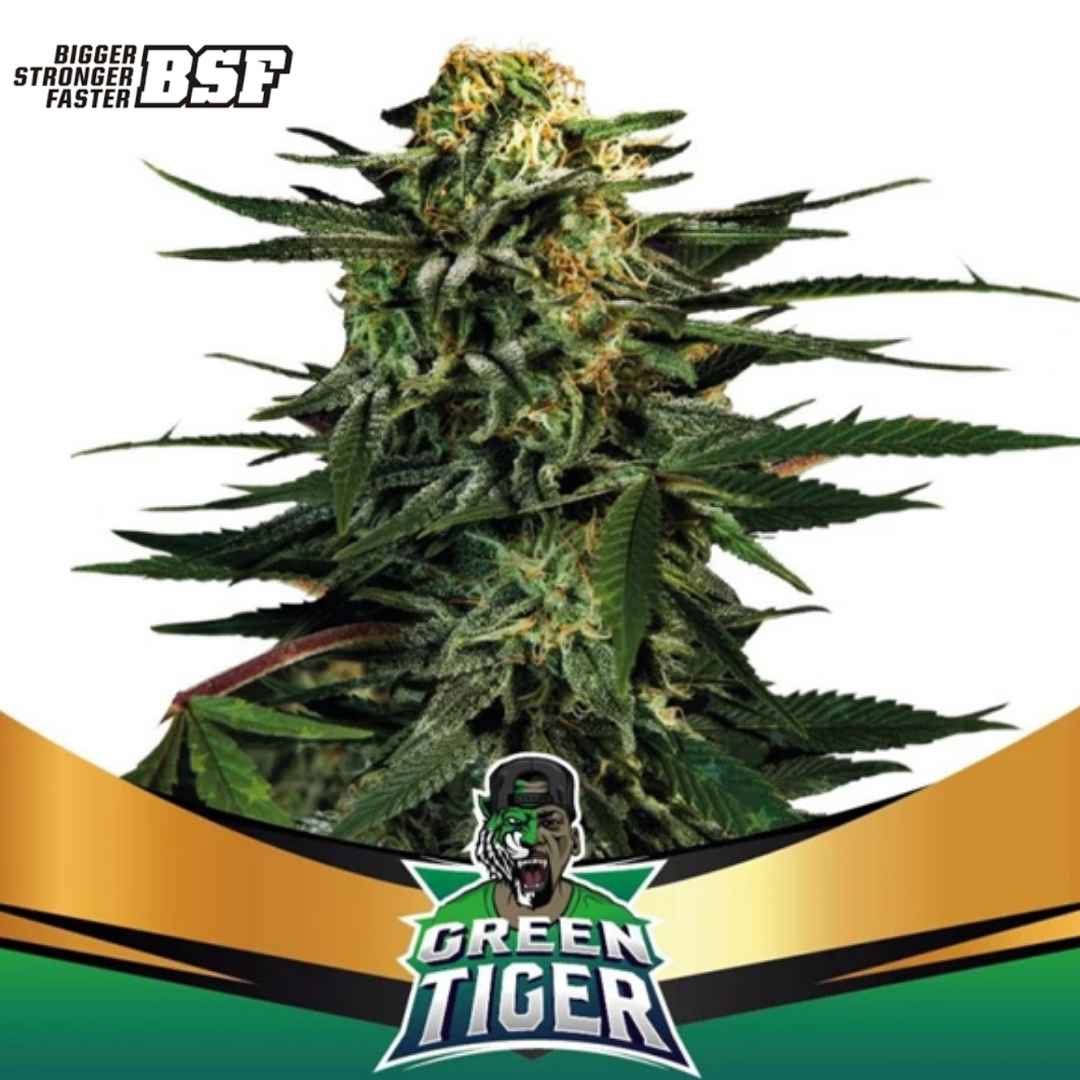 Auto Green Tiger Cannabispflanze mit dichtem Hauptbud, harzigen Blüten und kräftigen grünen Blättern in voller Blüte
