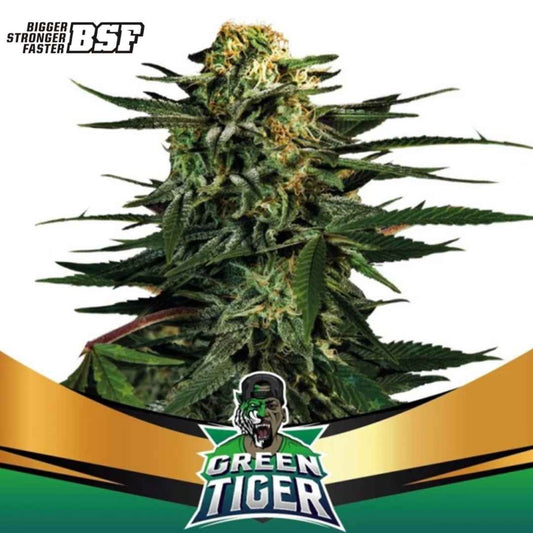 Auto Green Tiger Cannabispflanze mit dichtem Hauptbud, harzigen Blüten und kräftigen grünen Blättern in voller Blüte