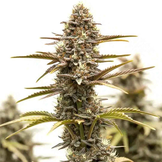 Grizzly Purple Kush (Blimburn Seeds) Feminisiert