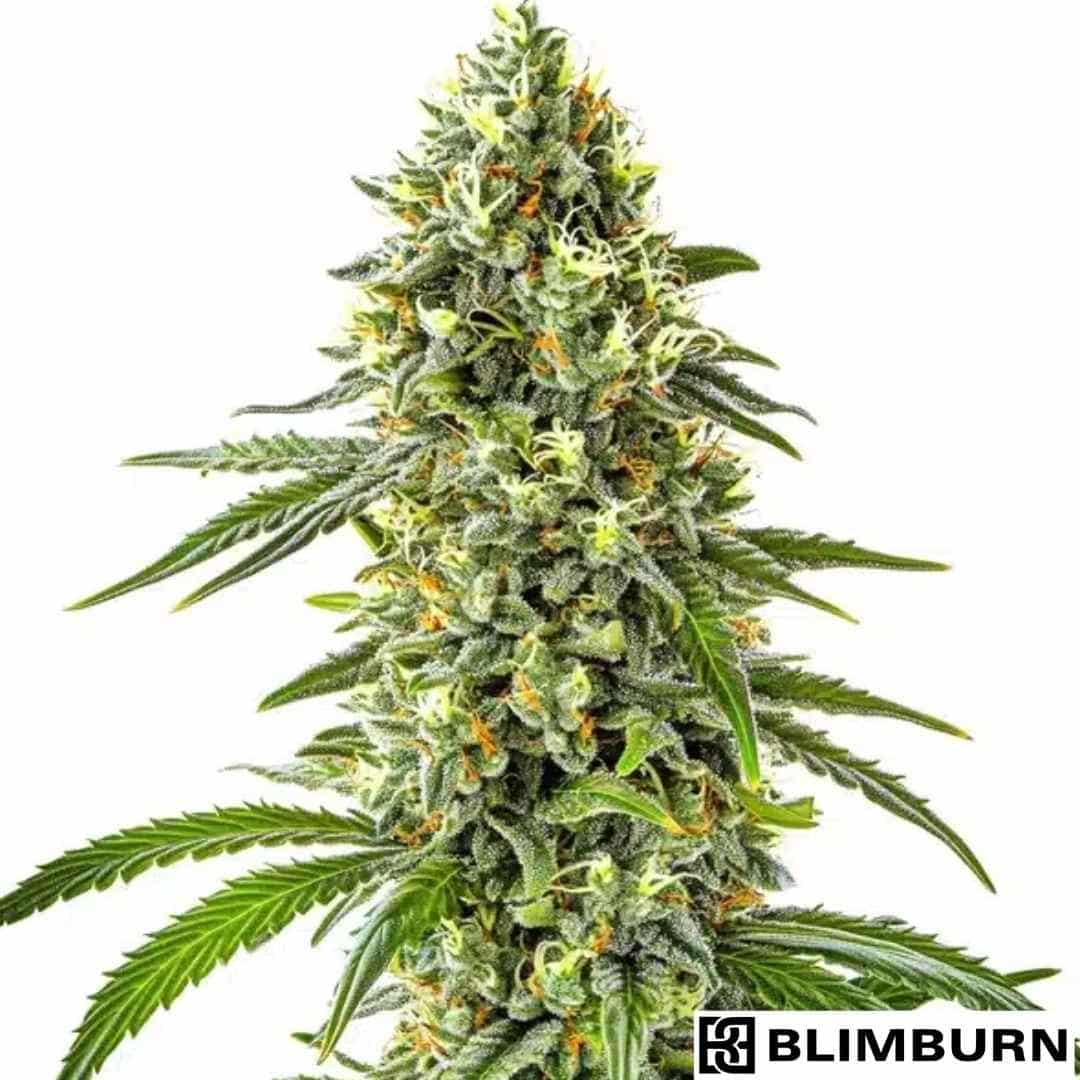 Guanabana Cannabissorte mit dichter, harziger Blüte und orangefarbenen Stempeln