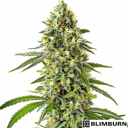 Guanabana Cannabissorte mit dichter, harziger Blüte und orangefarbenen Stempeln