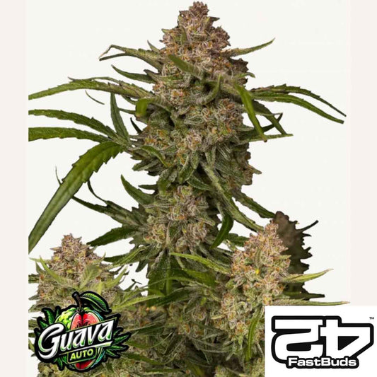 Guava Auto mit dichten Harzblüten und leuchtenden Farben von FastBuds