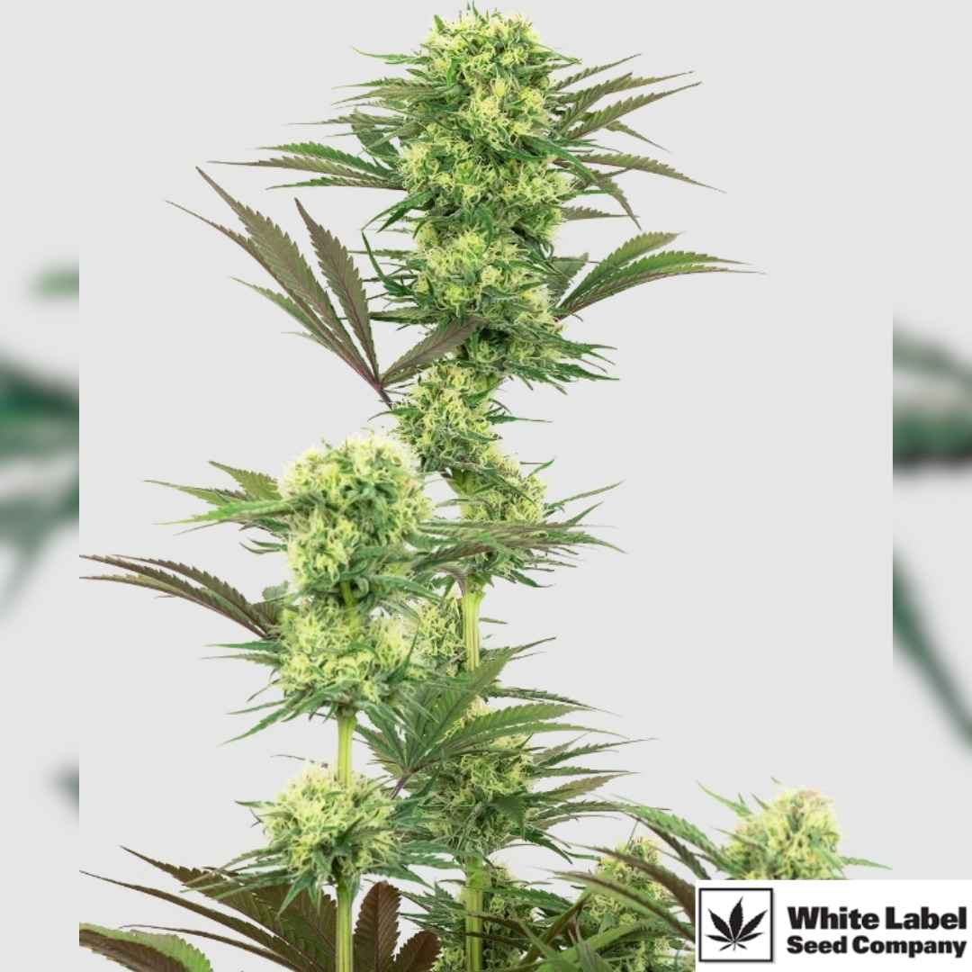 Guava Jelly Cannabispflanze mit dichten, harzigen Blüten und kräftigen, gezackten Blättern