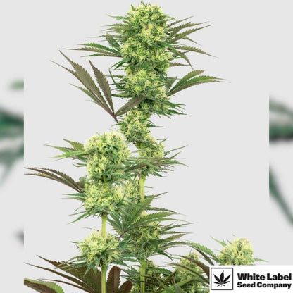 Guava Jelly Cannabispflanze mit dichten, harzigen Blüten und kräftigen, gezackten Blättern