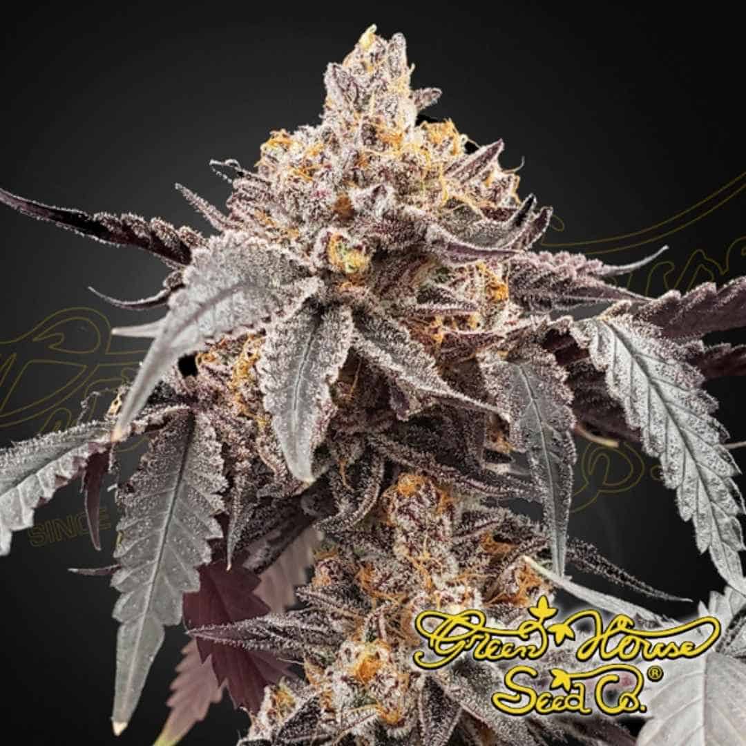 Dichte, harzige Blüte von Guava x Gelato 41 Auto mit violetten Zuckerblättern und orangefarbenen Blütenstempeln