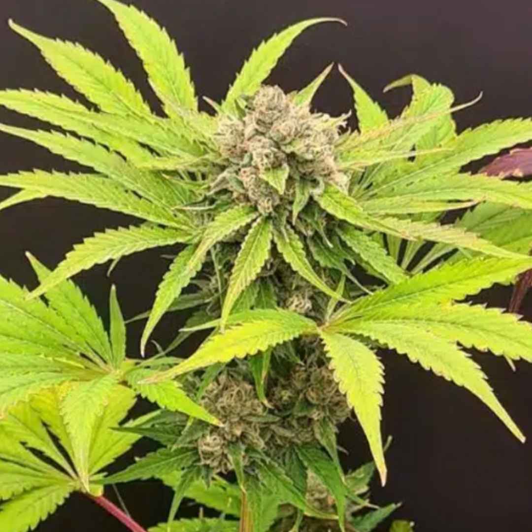 Guavarita von ZmoothieZ mit kompakter, stark harziger Cannabisblüte und kräftig grünen Zuckerblättern.