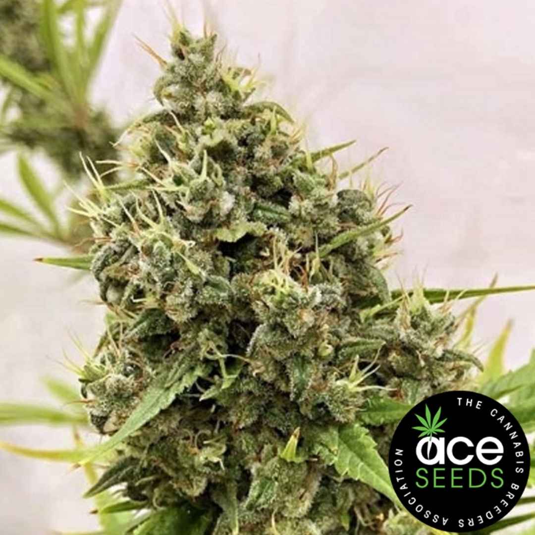 Guawi Blüte mit harzigen, dichten Buds und orangefarbenen Stigmen