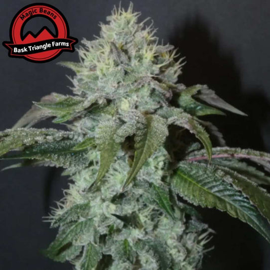 Guaya Burger Cannabisblüte mit dichten harzigen Buds und hellgrünen Blättern voller Trichome