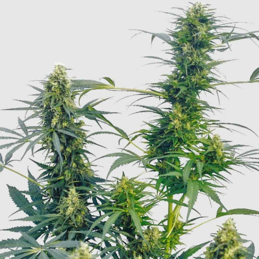 Guerrilla's Gusto Regular Hanfpflanze mit dichten, harzigen Blüten und schmalen dunkelgrünen Blättern