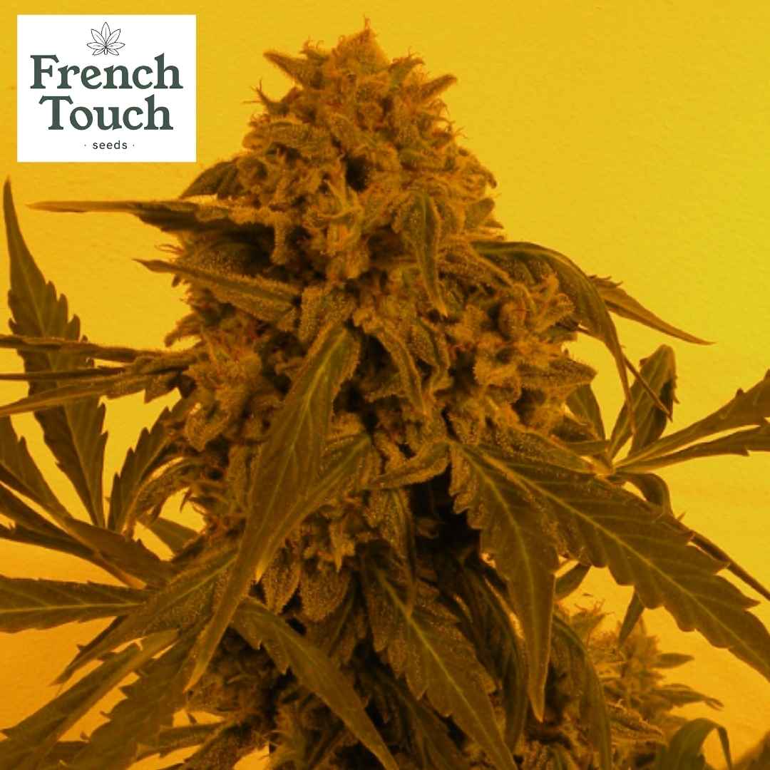 Dichte, kompakte Auto Guillotine Cannabispflanze mit harzigen Blüten und grünen Fächernblättern