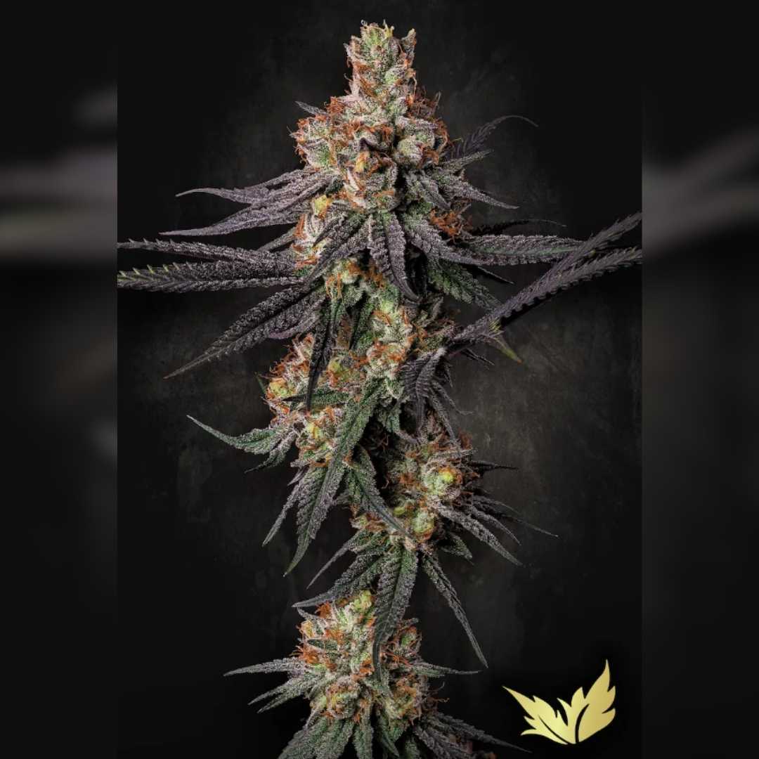 Dichte Gulupa Blüte mit violetten Blättern, orangefarbenen Härchen und harzigem Überzug.