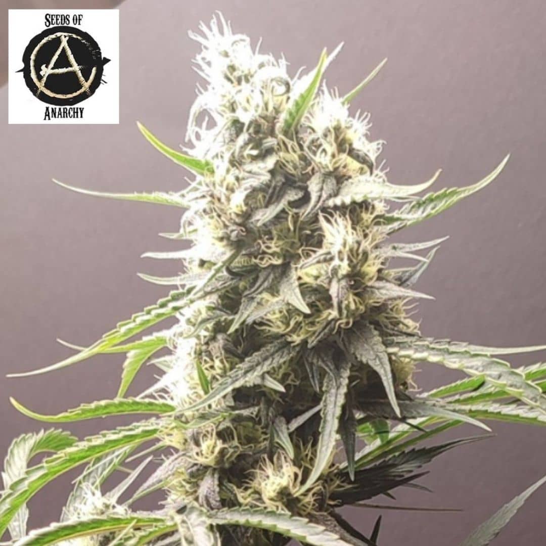 Gunk Cannabisblüte mit dichten Buds, weißen Blütenfäden und schmalen grünen Blättern