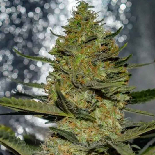 Gus Mints von Vision Seeds mit dichter grüner Blüte und sichtbarer Harzschicht.