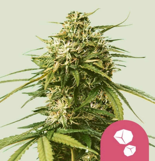 Gushers Cannabispflanze mit harzigen, dichten Blüten und orangen Stempeln