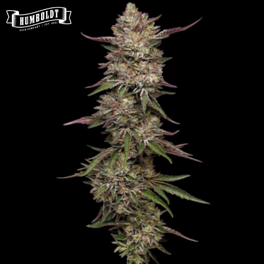 Guzzlerz Cannabisblüte mit dichter Harzschicht, violetten Blattspitzen und kompakten Kelchen