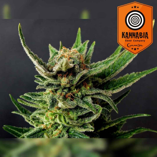 Gypsy Kush Blüte mit dichten Trichomen, orangefarbenen Härchen und kräftigen grünen Blättern