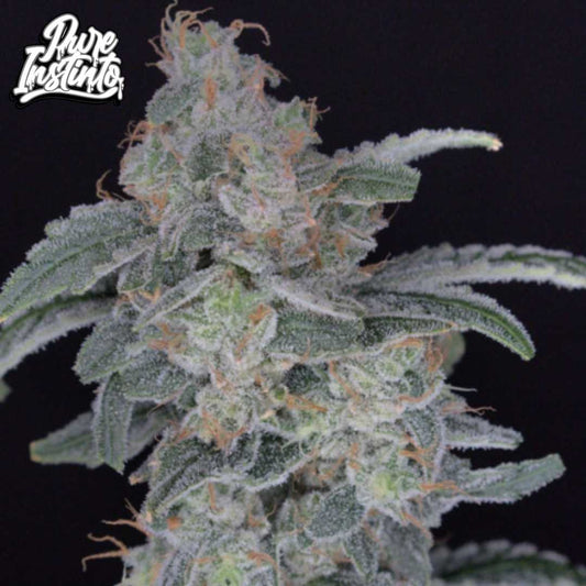 HB Dunkin’z Cannabisblüte mit dichter Harzschicht und orangefarbenen Stempeln an kompakter Cola