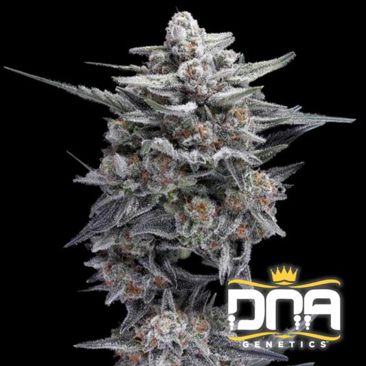 Dichte HG23 AKA Michael Jordan Blüte mit dicker Harzschicht und orangefarbenen Blütenhaaren