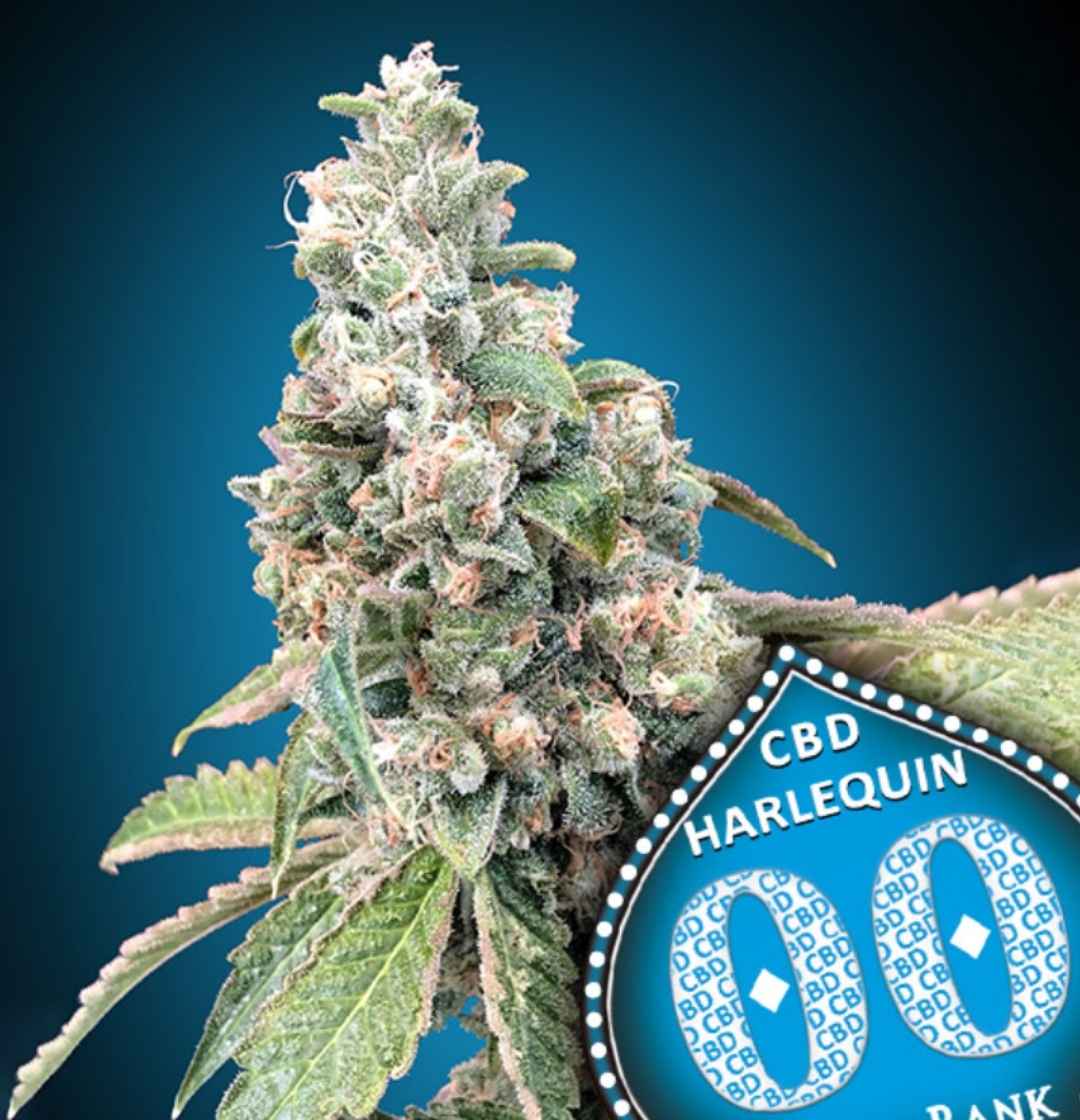 Harlequin CBD Bud mit dichten, harzigen Blüten und orangefarbenen Blütenstempeln vor tiefblauem Farbverlauf.