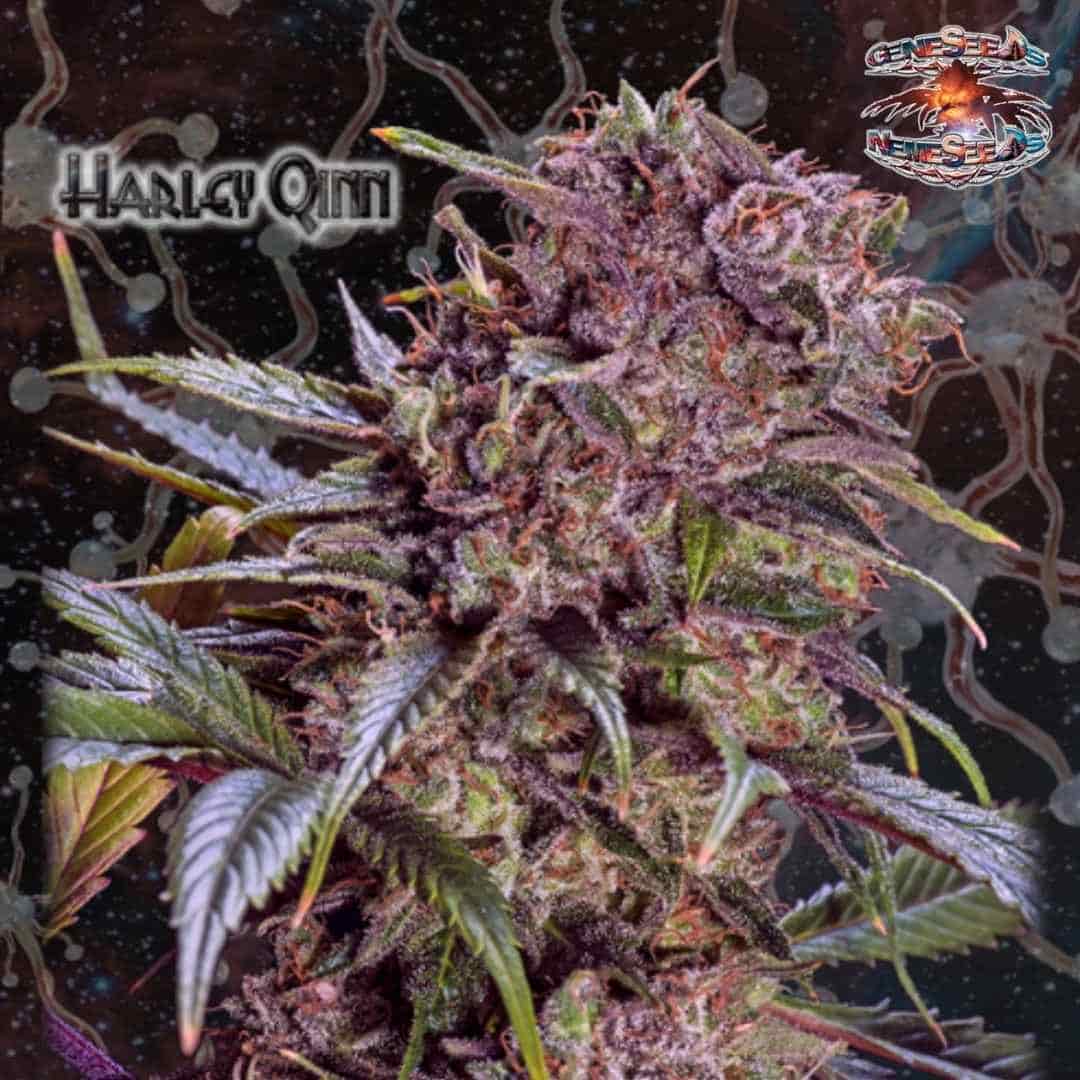 Harley Qinn Cannabisblüte mit violetten Nuancen, Harzschicht und orangefarbenen Blütenfäden