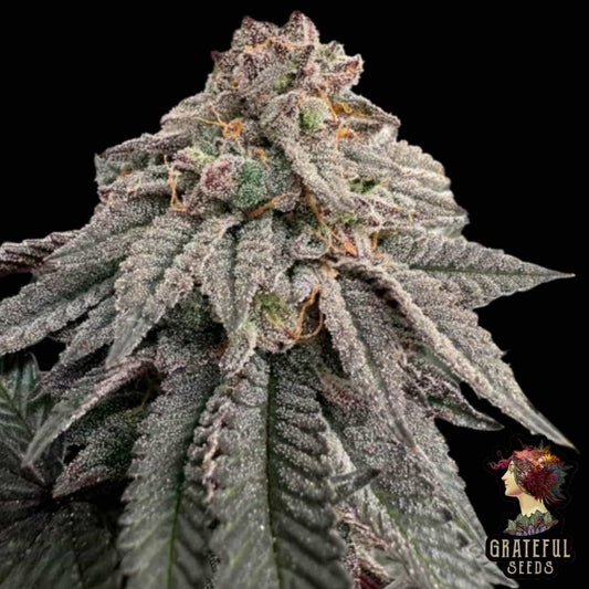 Harzige Hash Belt Blüte mit dichten Trichomen, violettgrünen Blättern und orangefarbenen Stempeln