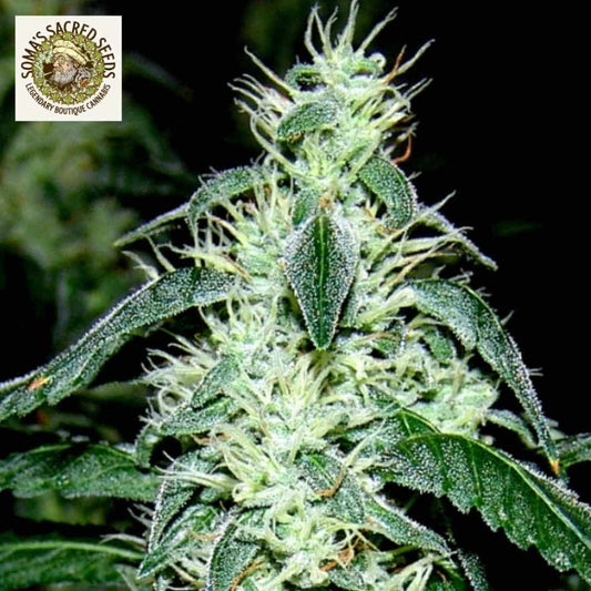 Hash Heaven mit dichter, harziger Blüte, weißen Blütenfäden und trichombedeckten Zuckerblättern