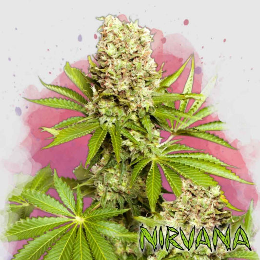 Hawaii Maui Waui Pflanze mit dichten, harzreichen Buds und kräftig grünen Blättern